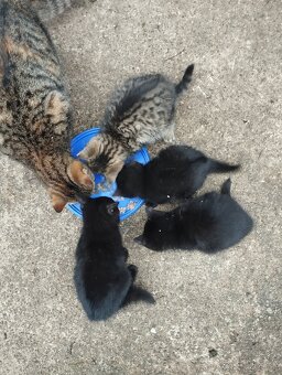 Darujem mačiatka - 4