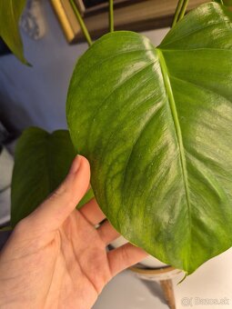 Biela monstera 3ks - 4