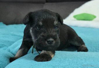 Bradáč malý čiernostrieborný s PP - 4