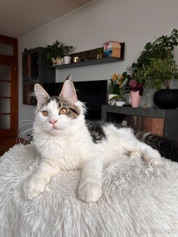 Mainská mývalia s PP _ Maine Coon - 4