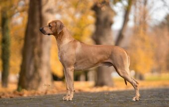 Přijímáme rezervace na štěňátka Rhodéský ridgeback s PP - 4
