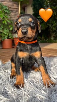 Šteniatka DOBERMAN - 4