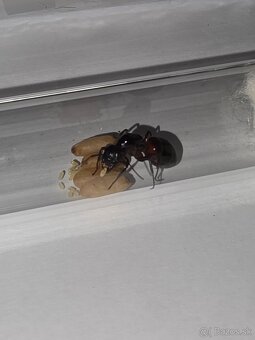 Mravce Camponotus Ligniperda - 4