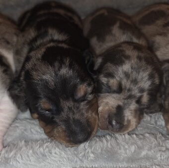 Šteniatka jazvečíka trpasličieho - 4