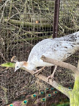 Pávy - predám / vymením - 4