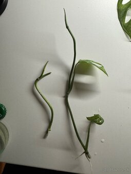 Monstera adansonii “ Indonesian marble “ - 4