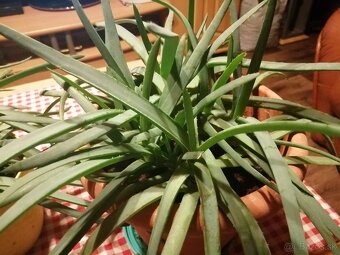 Aloe vera - 4