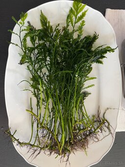 Akvarijne rastlinky - 4