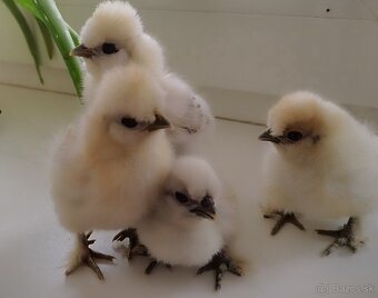 Kuriatka usa hodvabničky - 4