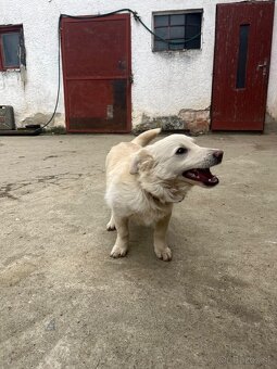 Darujem šteniatko. - 4