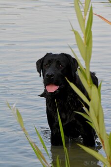 Labradorský retríever s PP - černá a čokoládová štěňátka - 4