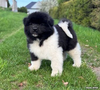 Americká Akita - 4