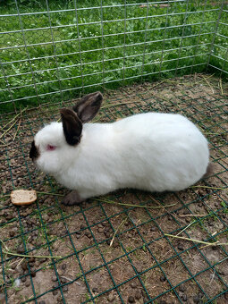 Predám králiky - 4