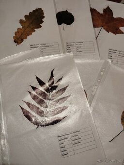 Školský herbár jesenných listov (ovocné,lesné, okrasné) - 4