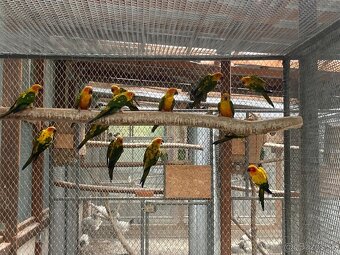 Arartinga slnečná- predaj  - 4