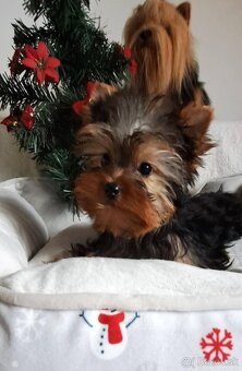 YORKSHIRE TERRIER - yorkšírsky terier - 4