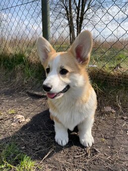 Corgi - 4
