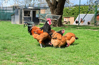 Kuriatka Ayam Cemani a Forver - 4