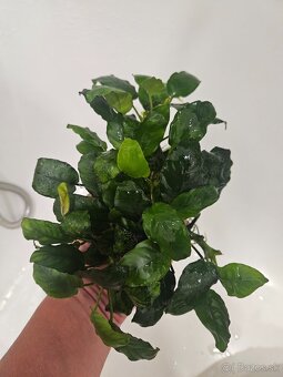 Anubias - 4