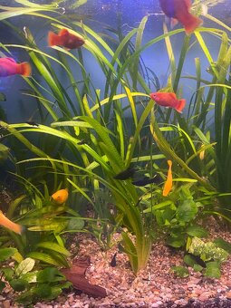 Valisneria gigantea, Crinum calamistratum, Nymphoides Taiwan - 4