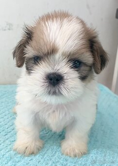 čistokrvné šteniatka Shih Tzu - 4