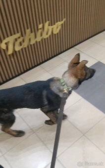 Nemecký ovčiak s PP - 4