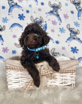 Pudel toy / Pudlík toy - CHOCOLATE psíček - 4