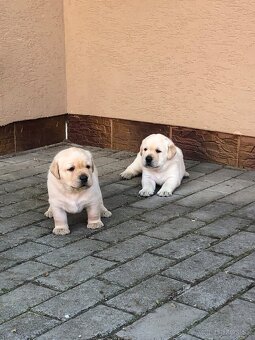 Labrador šteniatka s PP - 4