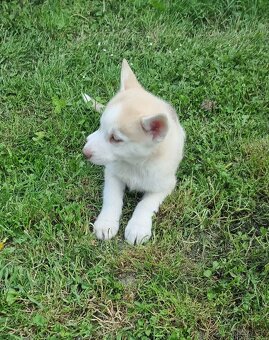 Sibirsky Husky - 4