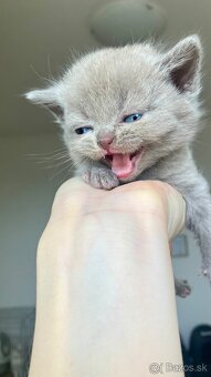 Škótske Klapouché/Rovnouché Mačiatká (Scottish Fold/Straight - 4