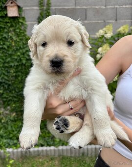 Zlatý retriever šteniatka narodené 16.6.2025 - 4