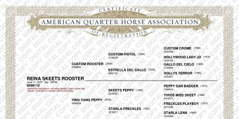 Quarter Horse 2,5 ročná kobyla - 4
