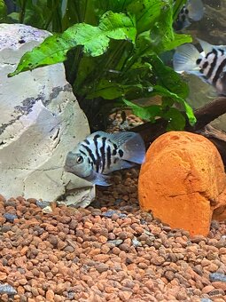 Blue parrot cichlidka - 4