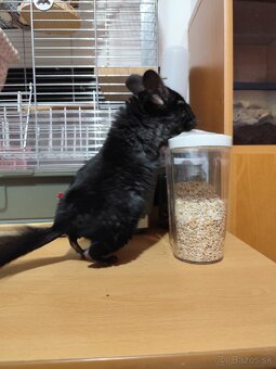 Predám činčilu samička - 4