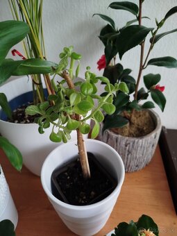 Izbové rastliny kvety mix - 4