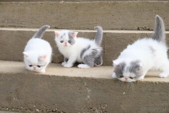 Exotické / perzské mačiatka s PP - 4