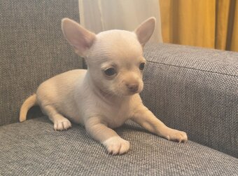 Mini civava - 4