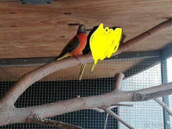 Neofema modrohlava - 4