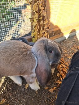 Francúzsky baran - 4