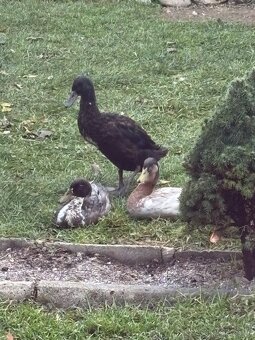 Indické bežce - káčery - 4