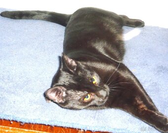 Stále čaká na dobrú rodinku - 4