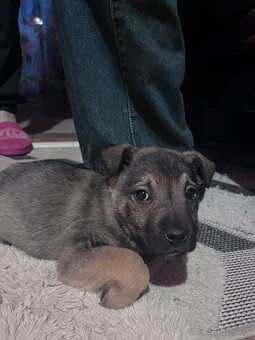 Darujem šteniatko - 4