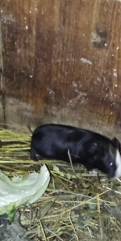 Morské prasiatko - 4