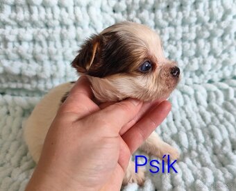 Yorkshire terrier - 4