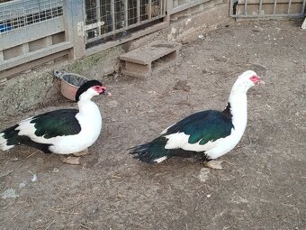 Pižmový káčer - 4