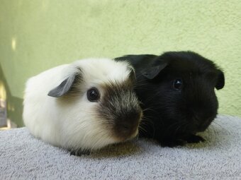 Morčiatka s rodokmeňom - 4