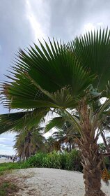 PRITCHARDIA PACIFICA – Fiji-palma – 5ks semien/balenie - 4