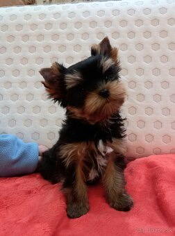 YORKSHIRE TERRIER - psík s PP - 4