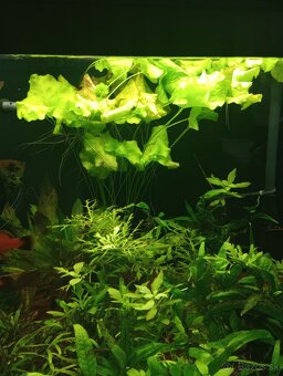 Akvariové rastlinky - 4