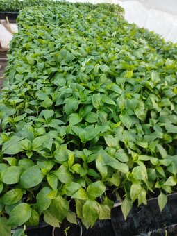 Planty na predaj, aj vo veľkom - 4